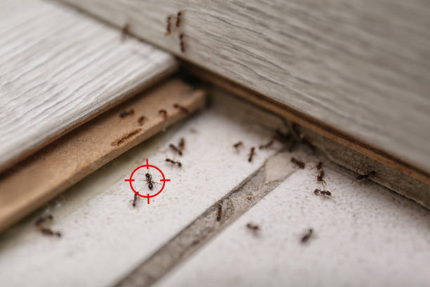 Best Flea Control Services  in Mequon, WI