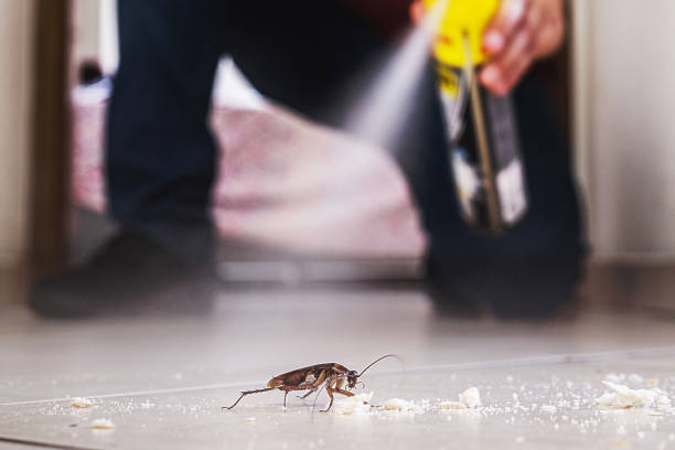 Best Flea Control Services  in Mequon, WI